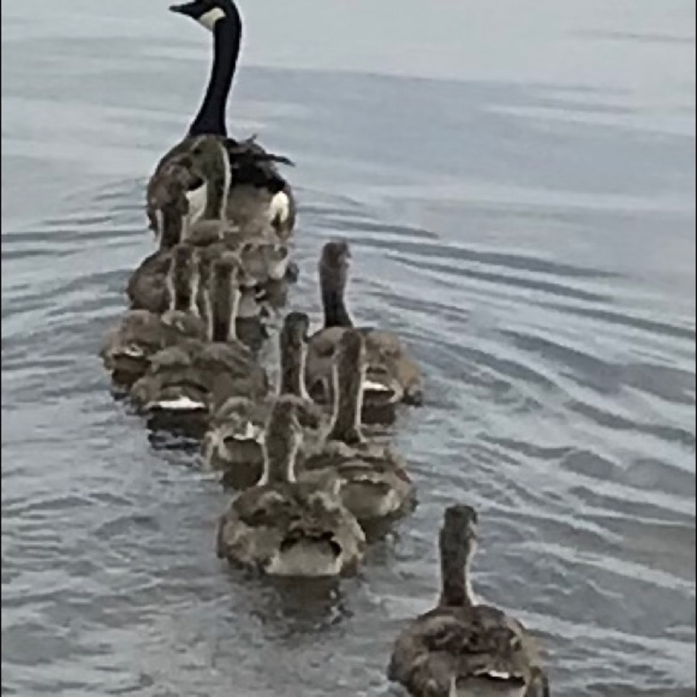 Meet your Posher, Suzanne